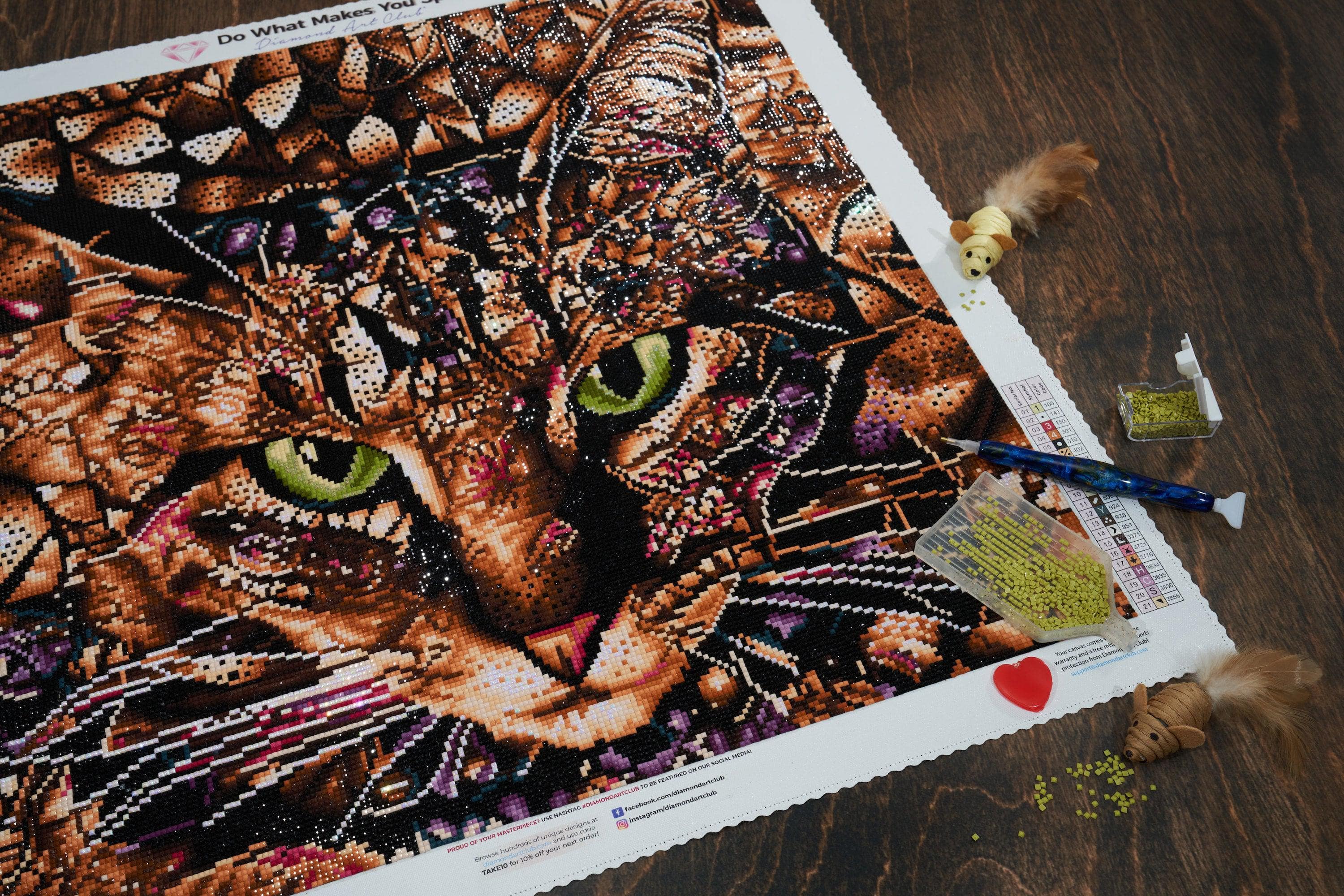 Bud the Tabby Cat - Image 4