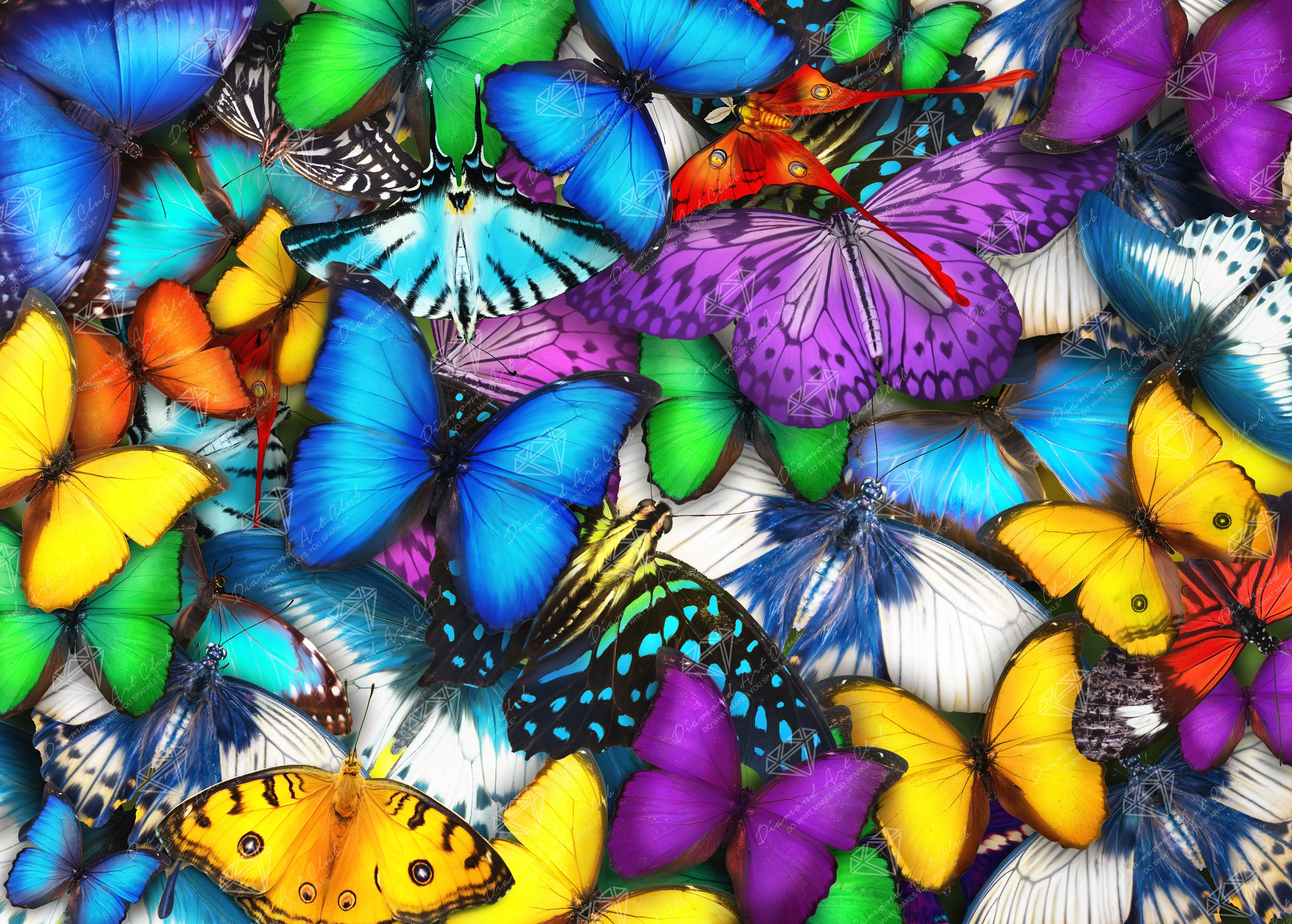 Butterflies