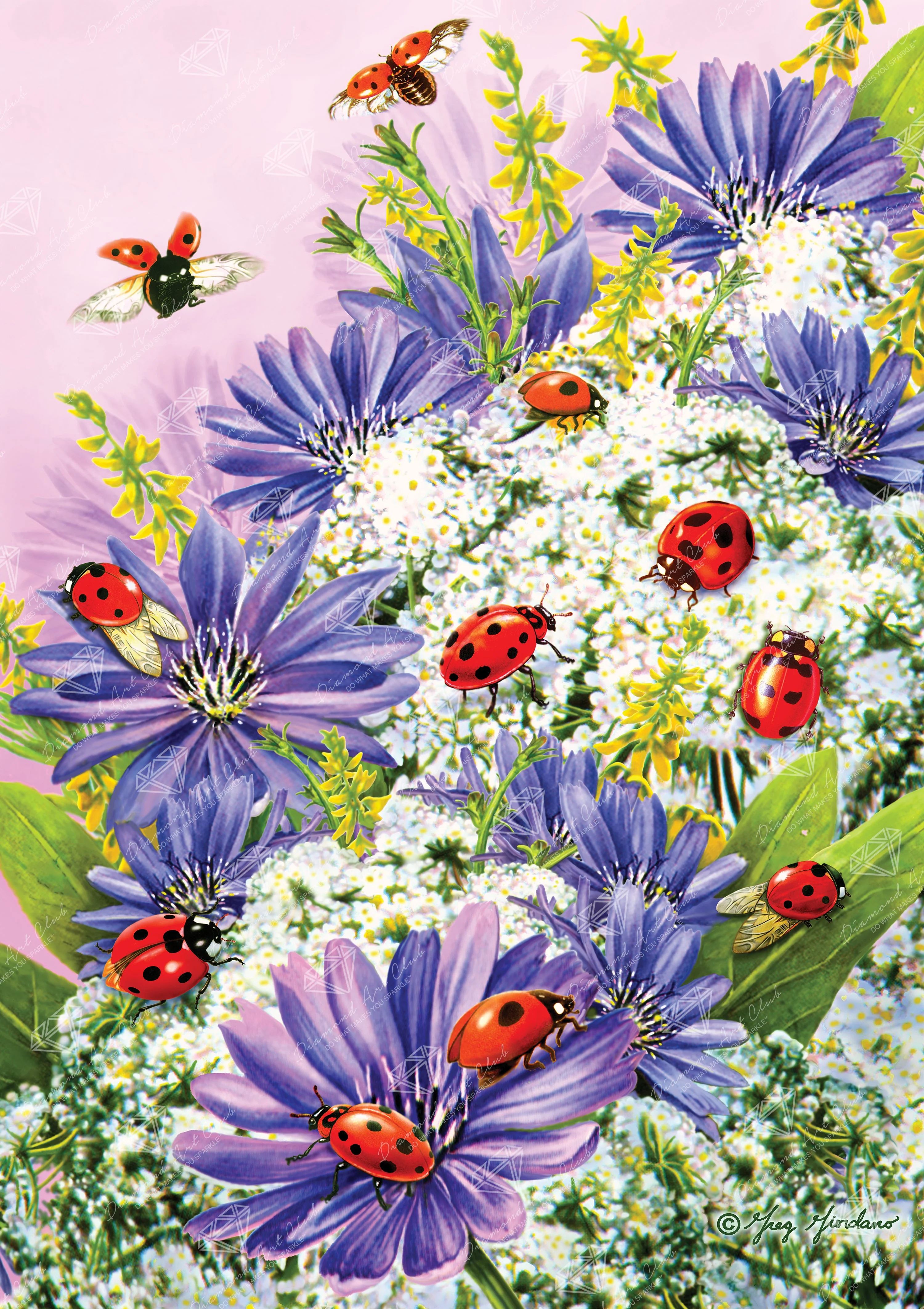 Ladybug