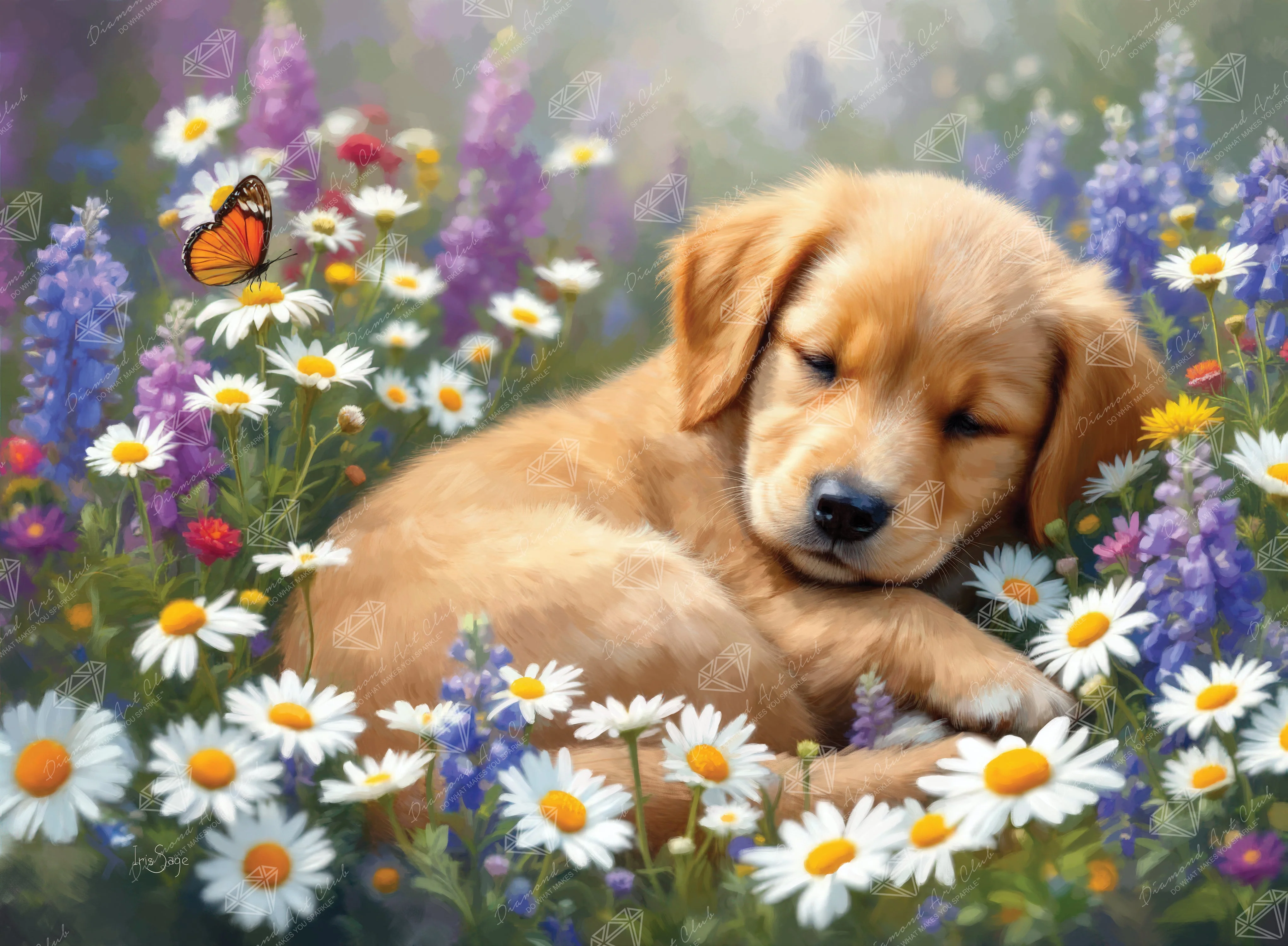 Sweet Dreams
